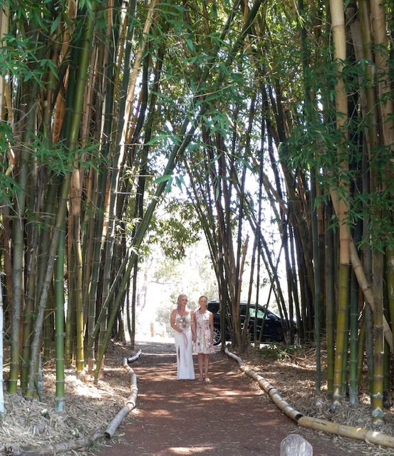Wedding Photo in the Bamboo Grove