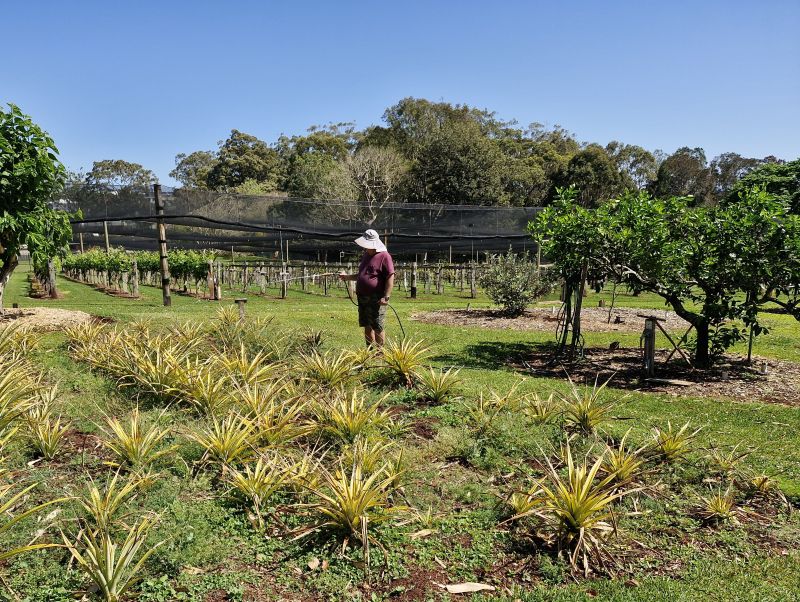 Watering the pineapple patch