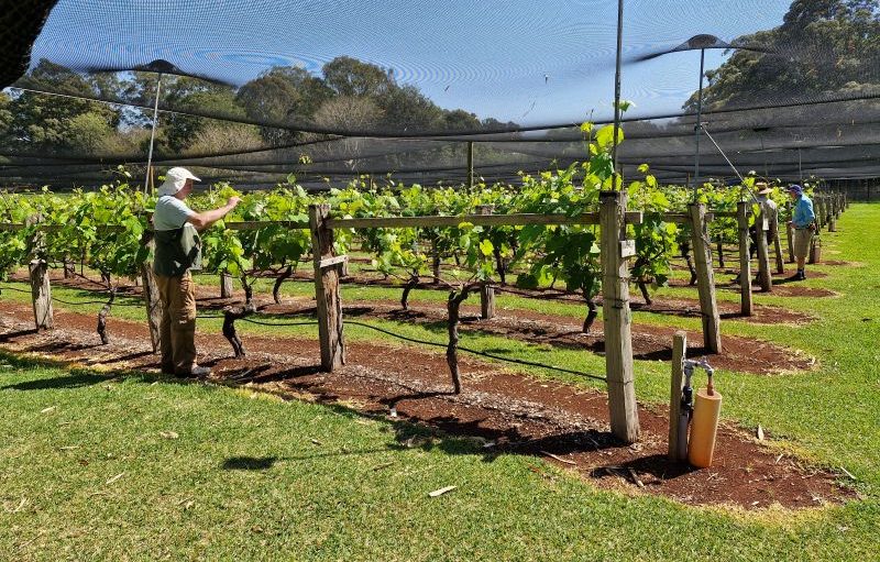 Volunteers tending the vines Sept 2026